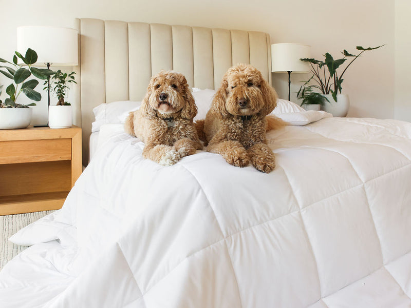 You'll Love Our Lux Down Alternative Duvet Insert and Comforter