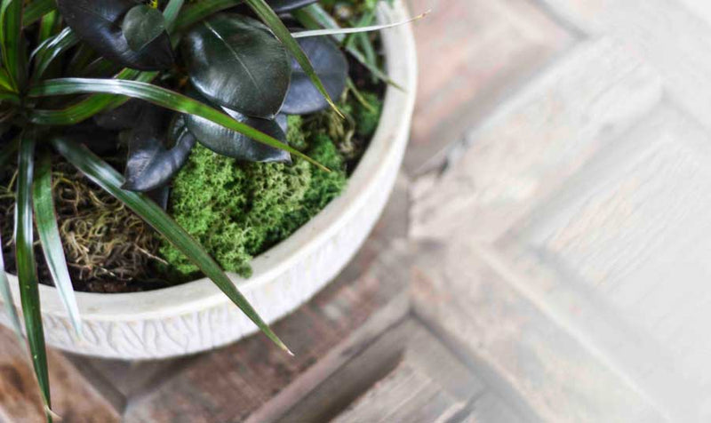 Houseplant Dos and Dont's