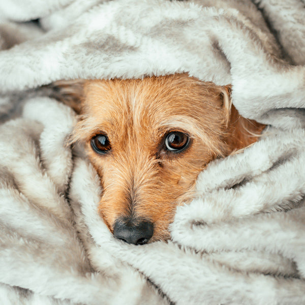 Local Animal Shelters